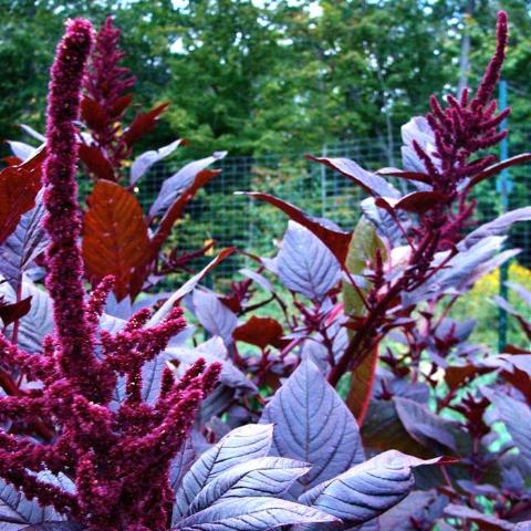 Amaranth, Red Dye Plume