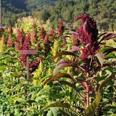 Amaranth, Ellen's Purple