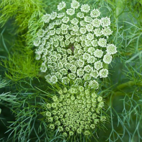 Ammi, Green Mist, Organic, Cut Flower