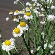 Ammobium