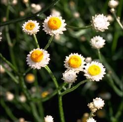 Ammobium, organic, open pollinated, cut flower