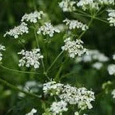 Anise