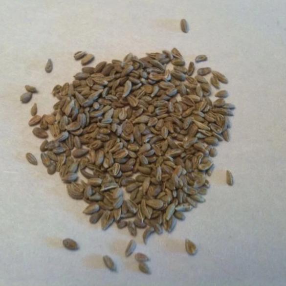 Anise