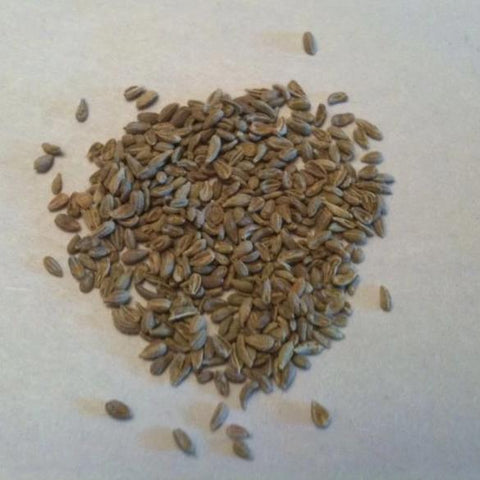 Anise
