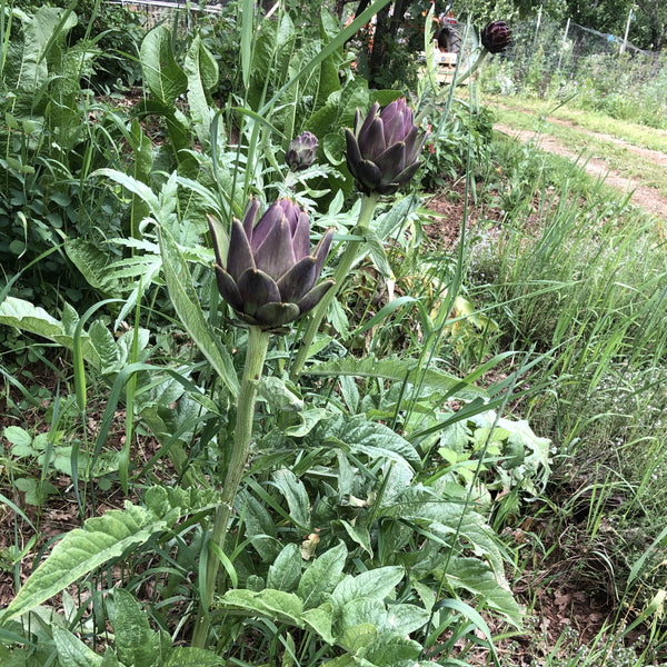 Artichoke, Violetta