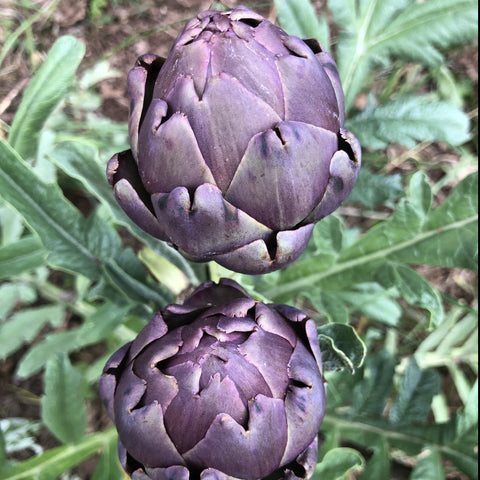 Artichoke, Violetta