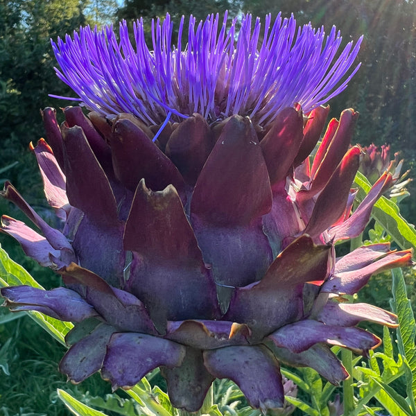Artichoke, Violetta