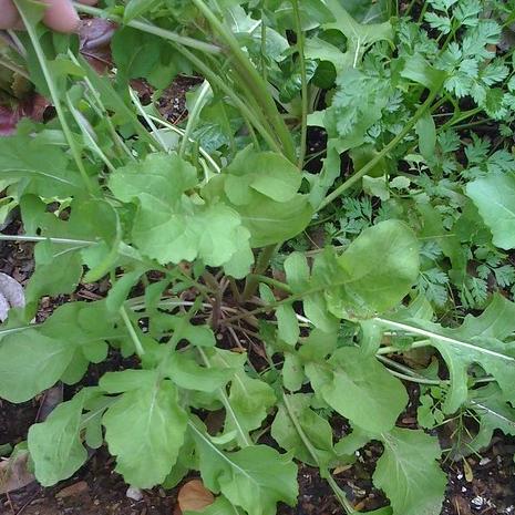 Arugula, Tuscan