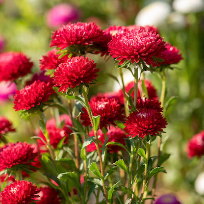 Aster, Bella Mix, organic, open pollinated, cut flower
