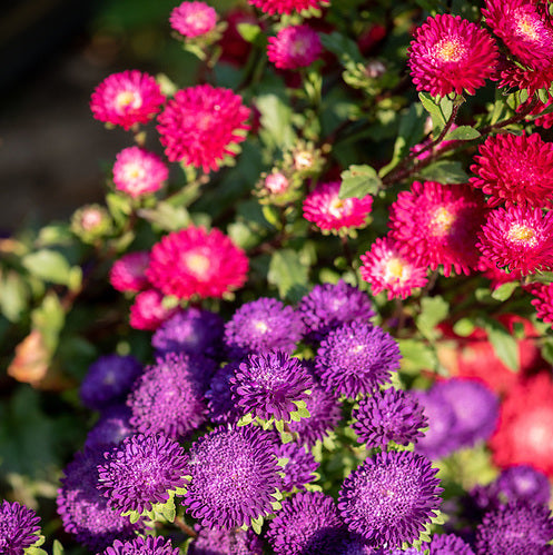Aster, Bella Mix, organic, open pollinated, cut flower