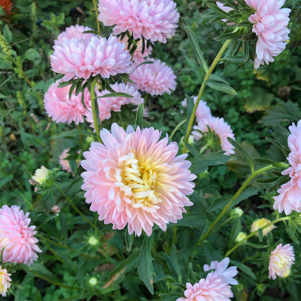 China Aster, Tower Chamois, organic, cut flower