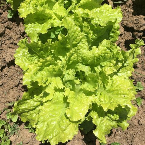 Lettuce, Australian Yellow