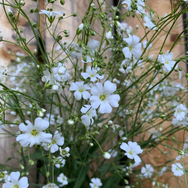 Baby's Breath, Covent Garden, Organic, Cut Flower