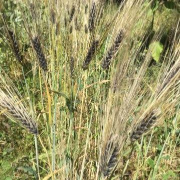 Barley, Burbank Black Hulless