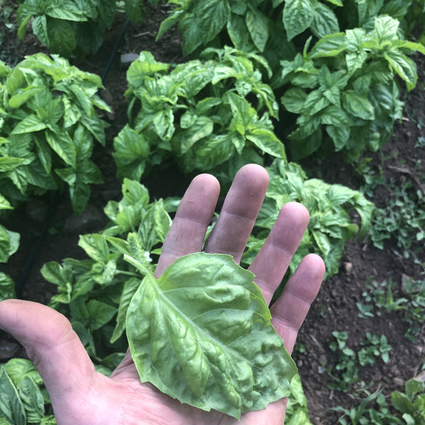 Basil, Bolloso Napoletano