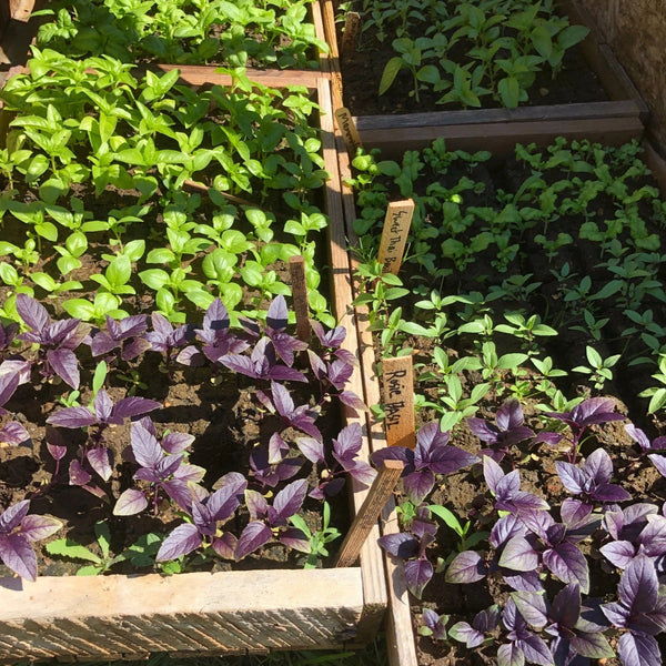 Basil, Discovery Mix