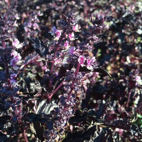 Basil, Red Rubin