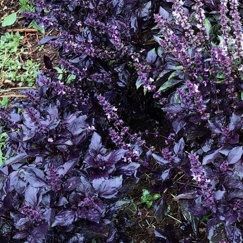 Basil, Round Midnight