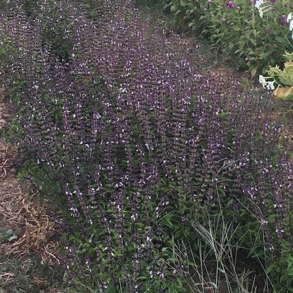 Basil, Thai Sweet, organic, open pollinated, 