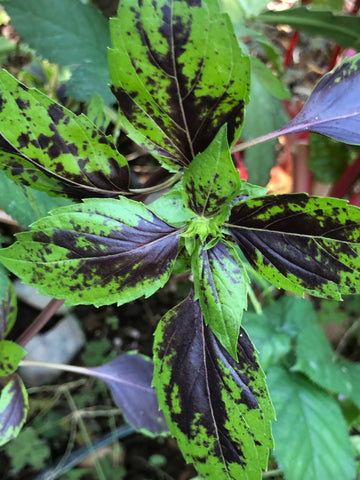 Basil, Zanzibar Frills
