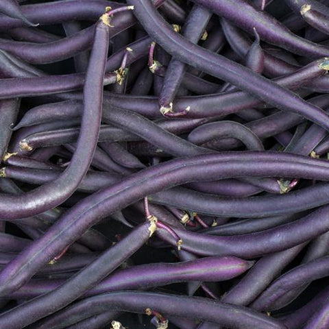 Beans, Royal Burgundy, Bush