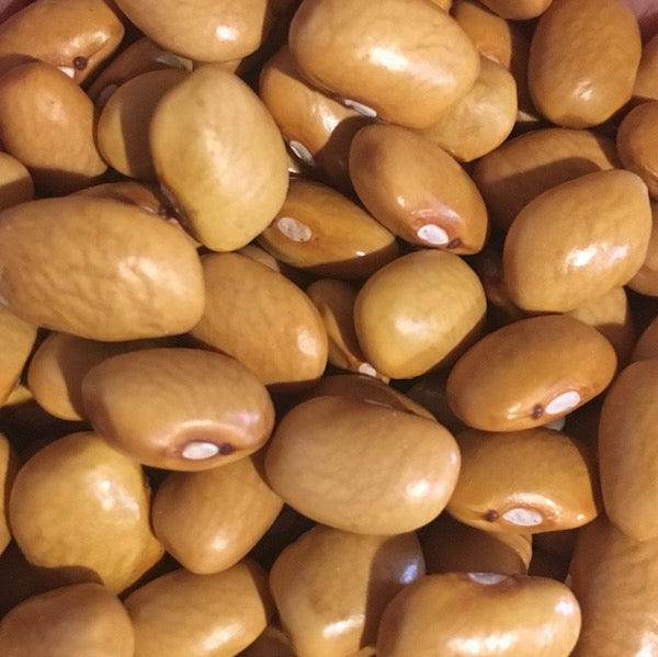 Beans, Yellow Indian Woman, organic,  open pollinated