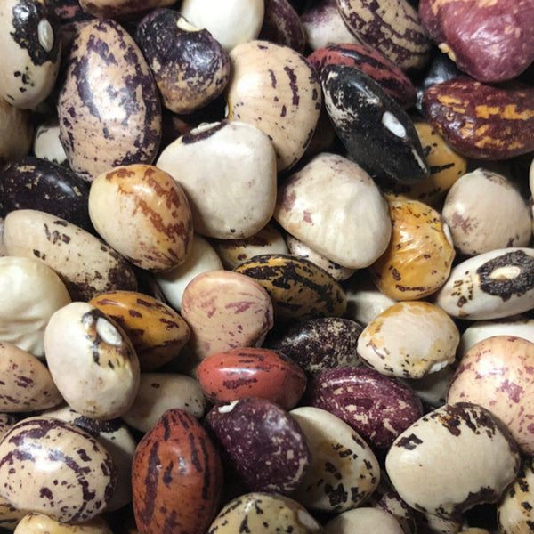 Beans, Lima, Calico Cat