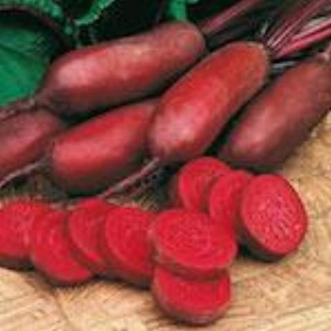 Beet, Forono