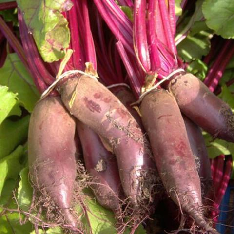 Beet, Forono