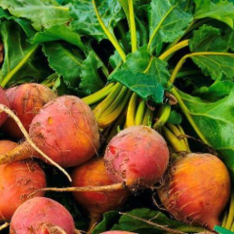 Beet, Touchstone Gold
