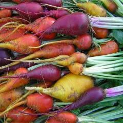 Farmer Don's Favorites Bundle