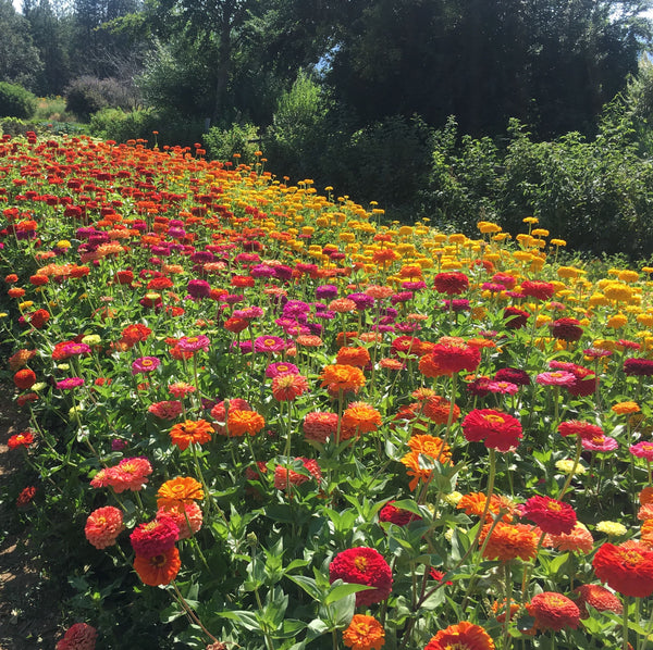 Benary's Giant Mix, organic, cut flower