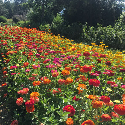 Zinnia, Benary's Giant