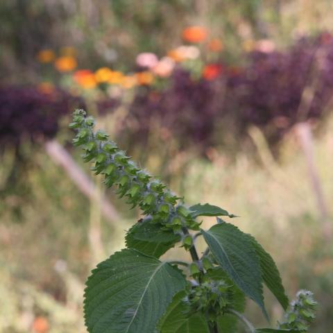 Perilla, Black Egoma