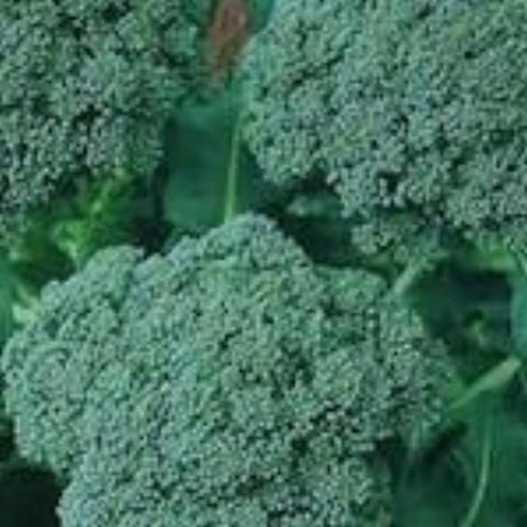 Broccoli, Di Ciccio