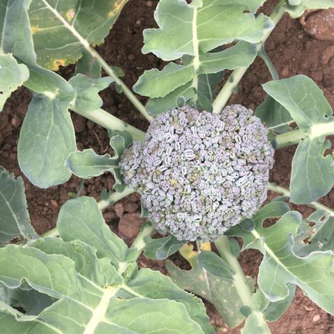 Broccoli, NutriBud