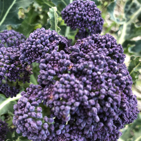 Broccoli, Purple Sprouting
