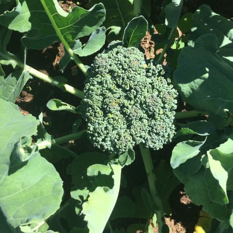Broccoli, Solstice