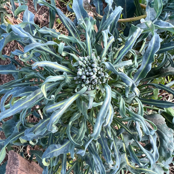 Broccoli, Spigariello 'Liscia'