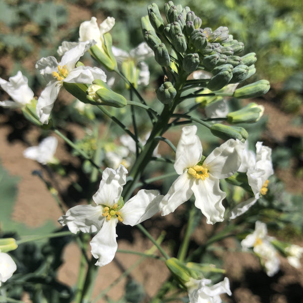 Broccoli, Spigariello 'Liscia'