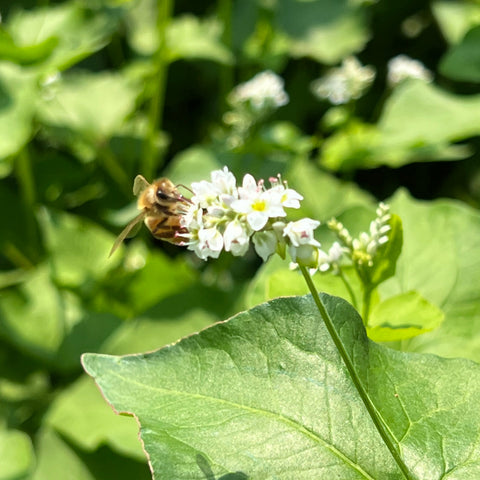 Buckwheat