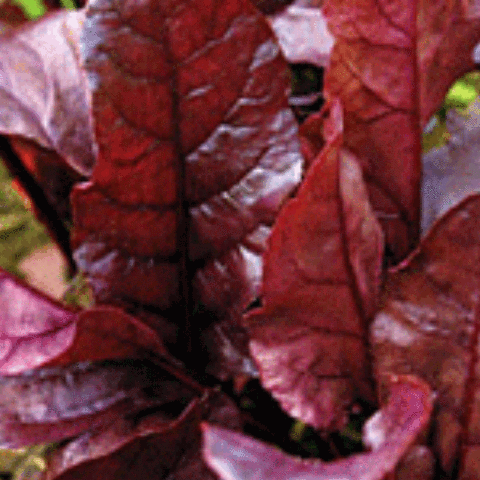 Beet, Bull's Blood