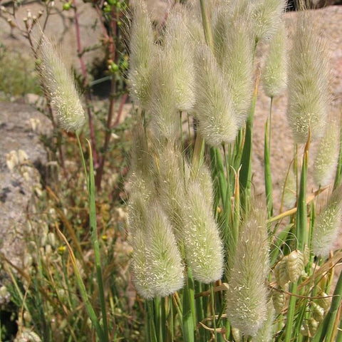 Grass, Bunny Tails