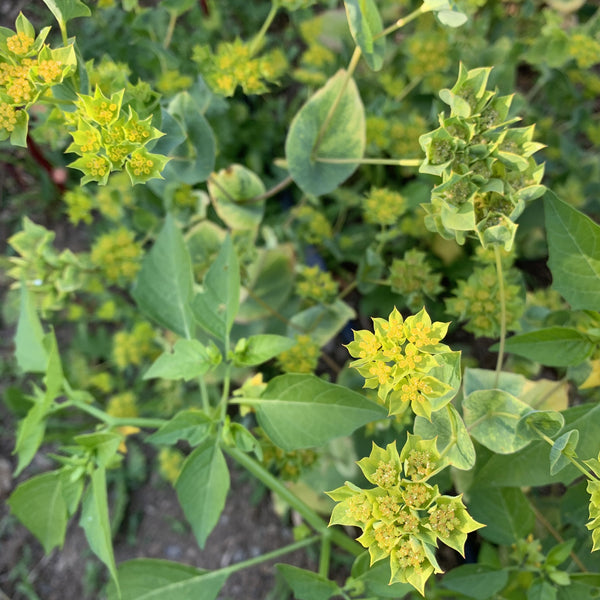 Bupleurum, Organic, Cut Flower