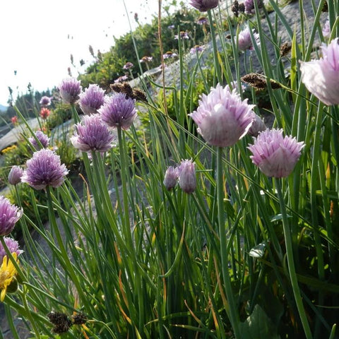 Chives, Culinary