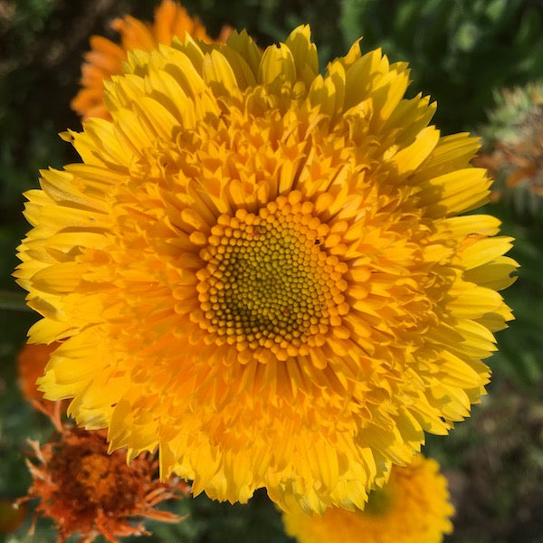 Princess Mix Calendula, organic, cut flower