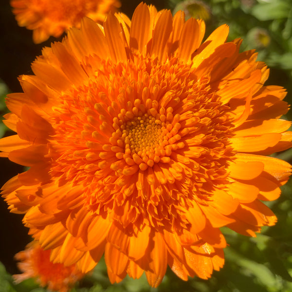 Calendula, Princess Mix
