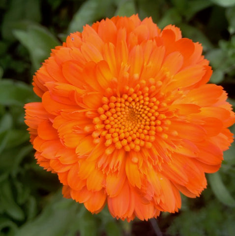 Calendula, Princess Mix