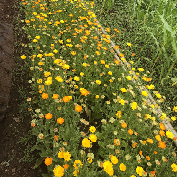 Calendula, Resina