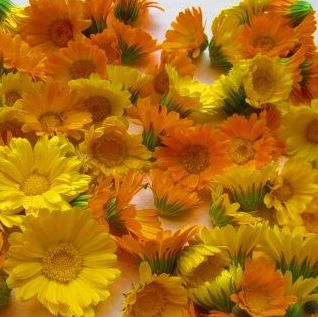 Calendula, Resina
